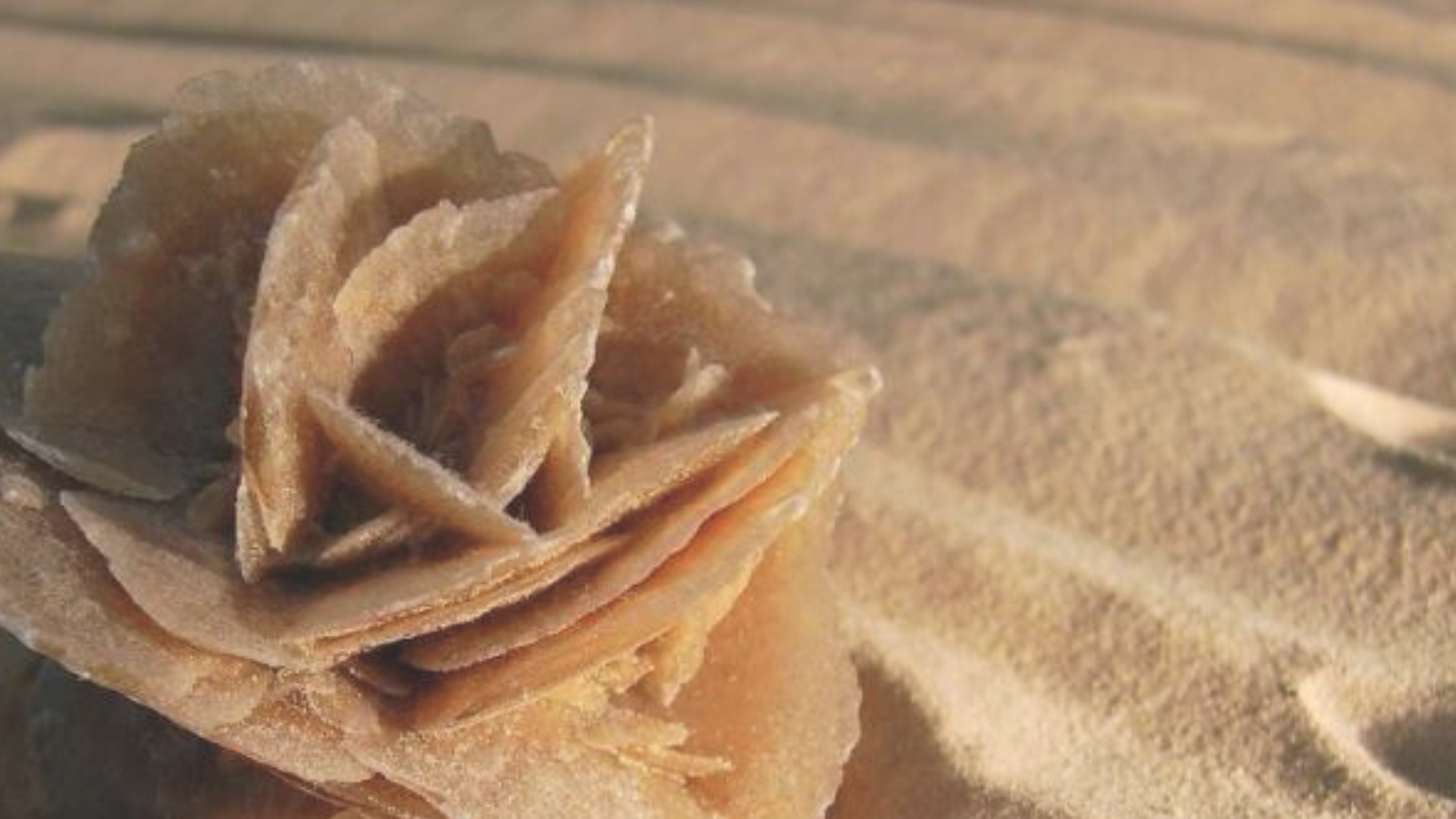 Die Geburt der Wüstenrose