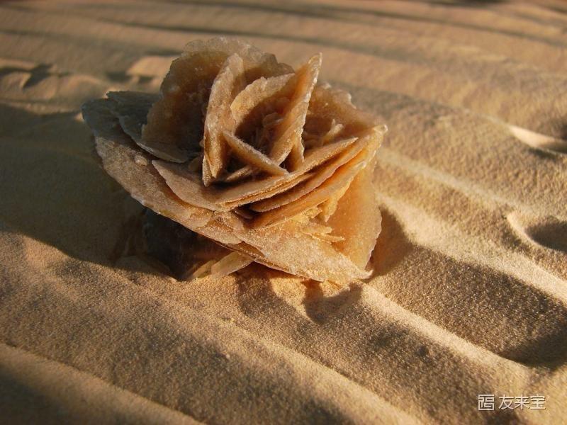 ولادة وردة الصحراء